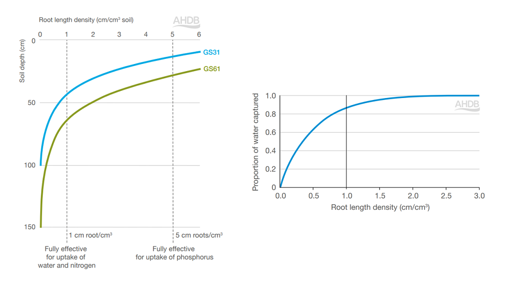 Graphs showing the relationship between rooting density and depth, and nutrient and water uptake